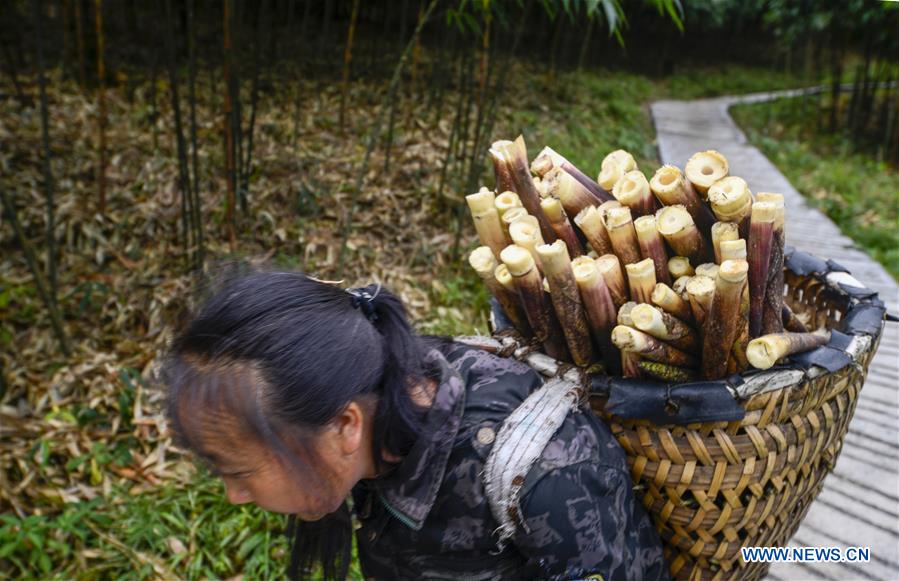 CHINA-CHONGQING-NANCHUAN-BAMBOO SHOOTS-COLLECTOR (CN)