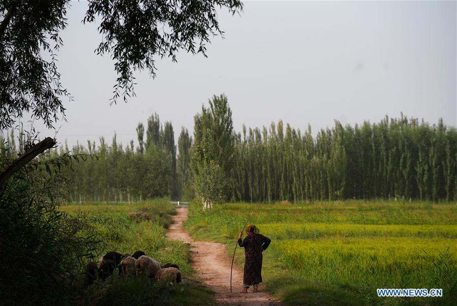 CHINA-XINJIANG-PAHTAKLA-ENVIRONMENT IMPROVEMENT (CN)