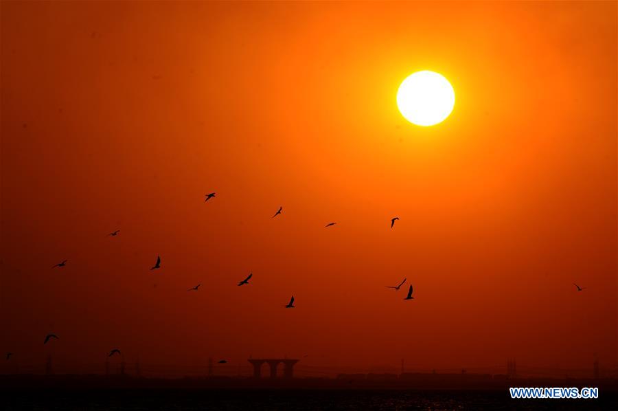 KUWAIT-KUWAIT CITY-SUNSET-BIRDS