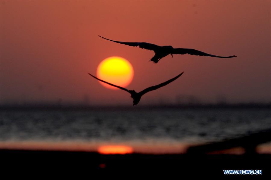 KUWAIT-KUWAIT CITY-SUNSET-BIRDS