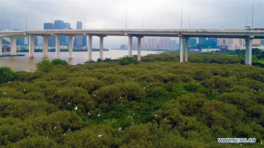 (EcoChina)CHINA-HORTICULTURAL EXPO-MACAO (CN)