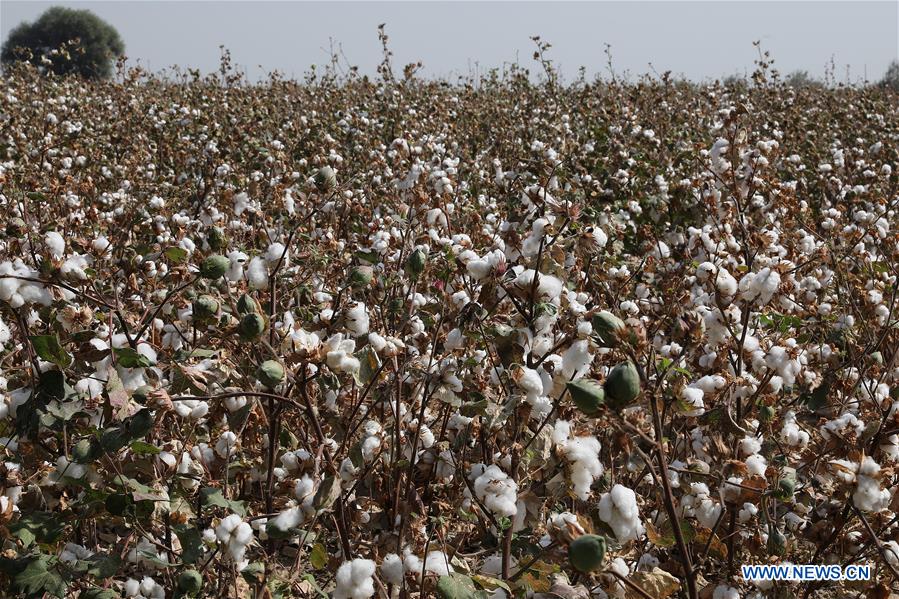 UZBEKISTAN-SYRDARYA-COTTON HARVEST