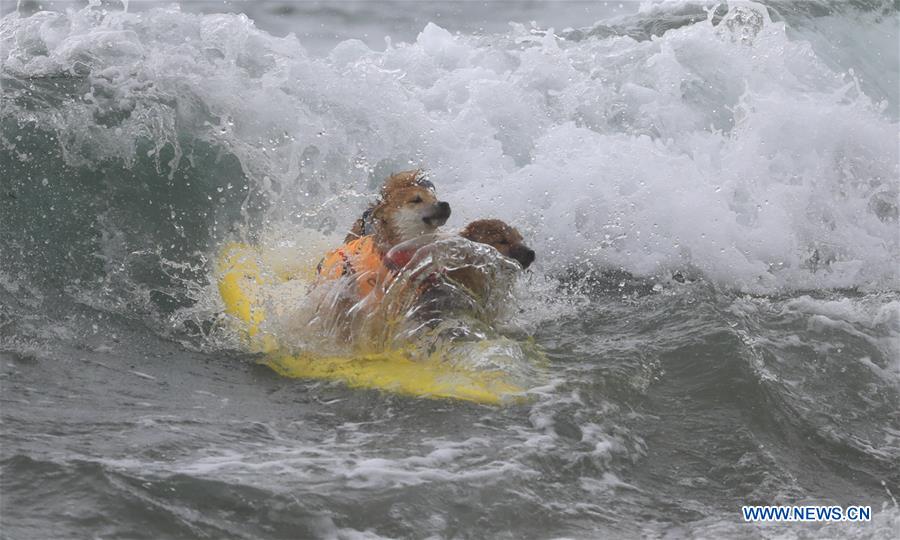 (SP)U.S.-CALIFORNIA-HUNTINGTON BEACH-SURF DOG