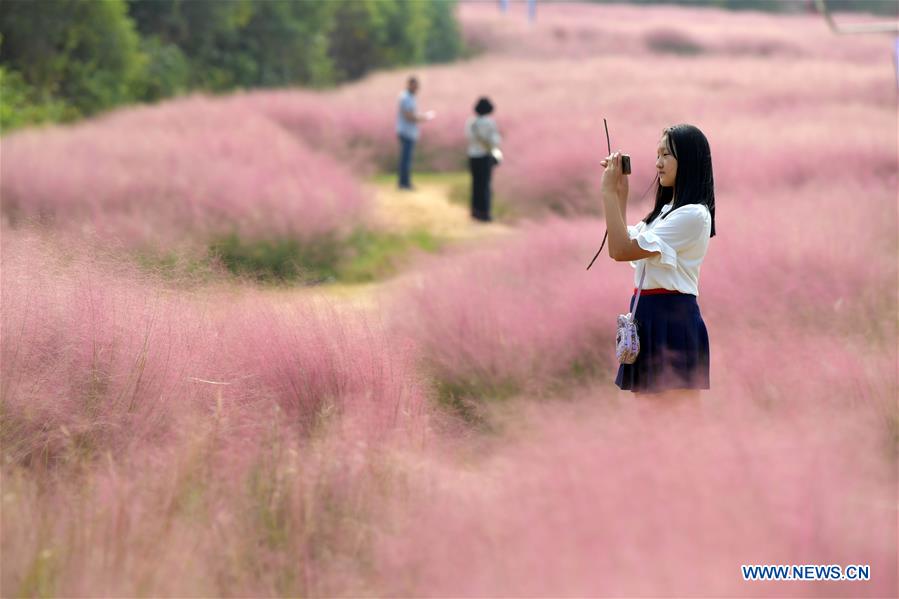 CHINA-JIANGXI-NANCHANG-PINK GRASS-TOURISM (CN)