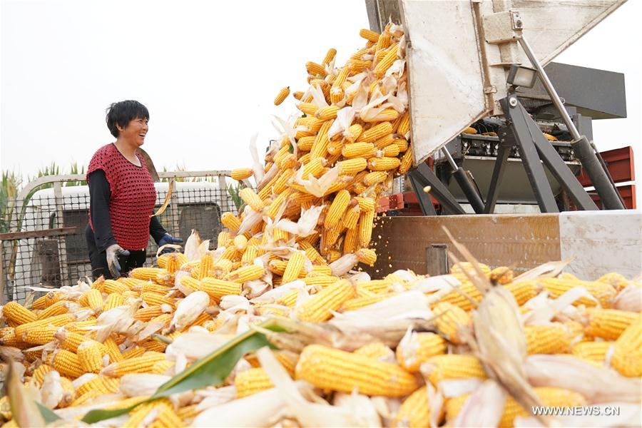 CHINA-HEBEI-XINGTAI-CORN-HARVEST (CN)