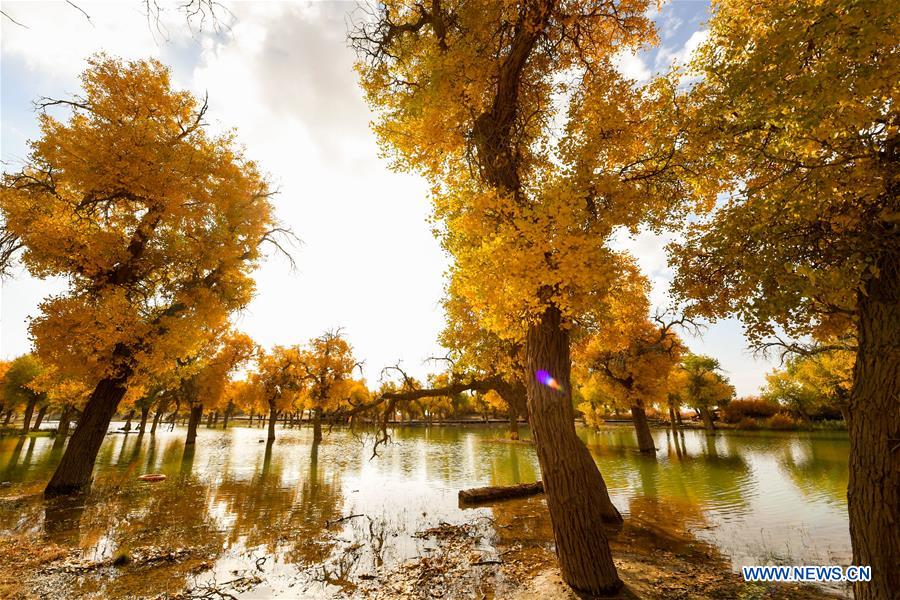 CHINA-INNER MONGOLIA-POPULUS EUPHRATICA-SCENERY (CN)