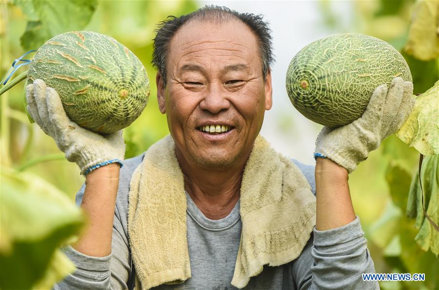 CHINA-HEBEI-ZAOQIANG-HAMI MELONS(CN)