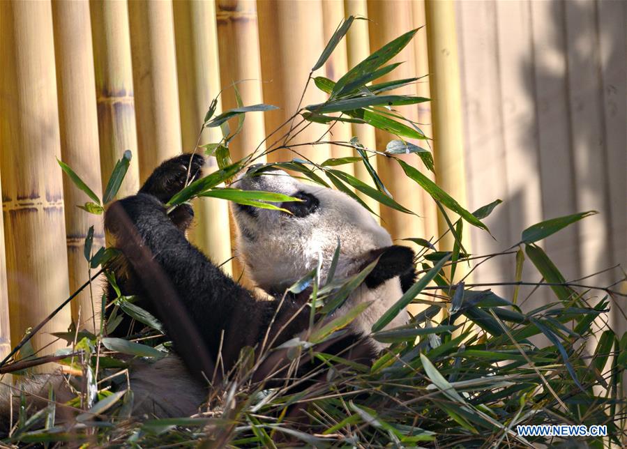 CANADA-CALGARY-ZOO-PANDAS