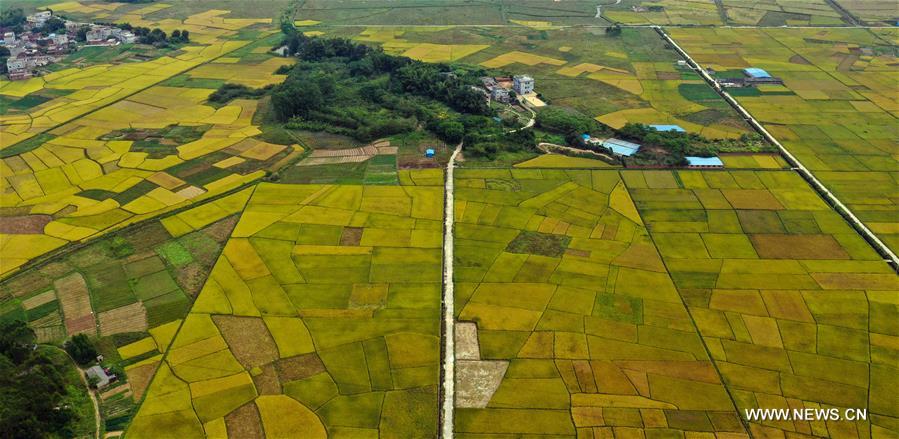 CHINA-GUANGXI-RICE FIELDS (CN)