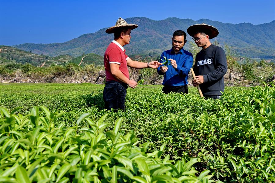 CHINA-FUJIAN-WUYISHAN-TEA-COOPERATIVE (CN)