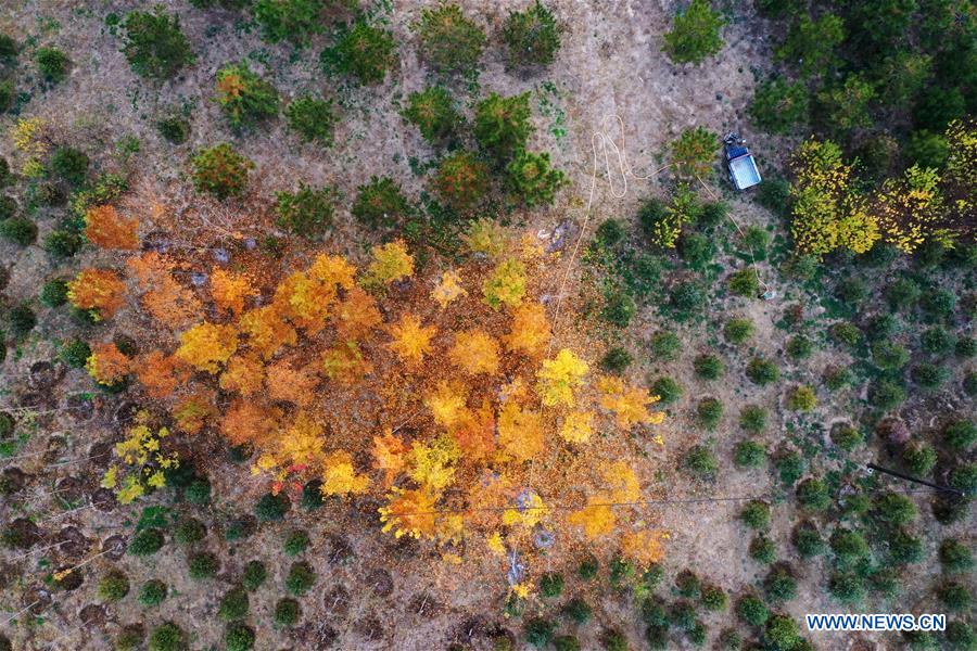 CHINA-HEBEI-XIONGAN-FOREST-AERIAL VIEW