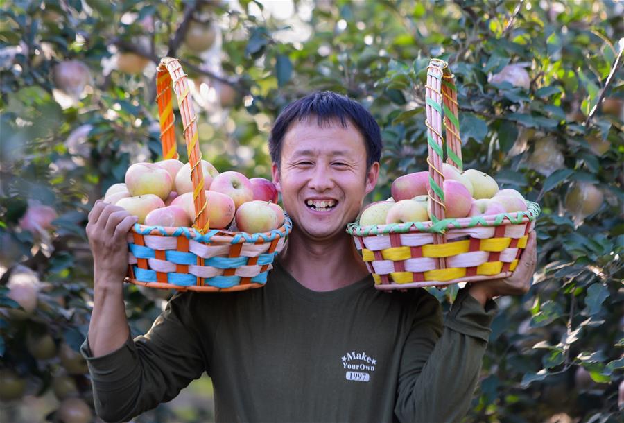 CHINA-HEBEI-HANDAN-APPLE-HARVEST (CN)