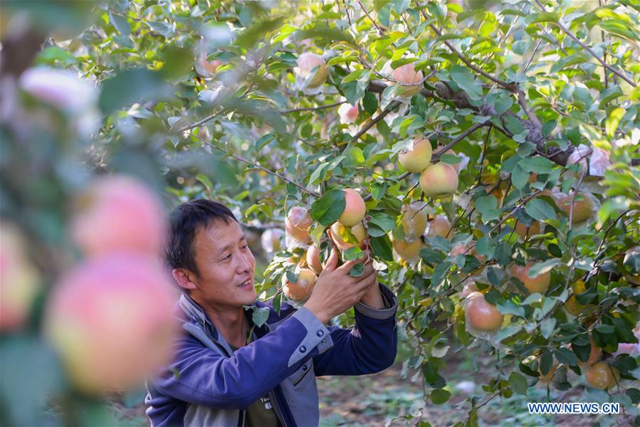 CHINA-HEBEI-HANDAN-APPLE HARVEST (CN)