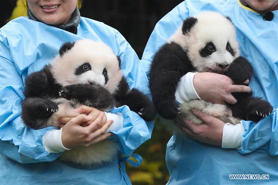 BELGIUM-BRUGELETTE-PAIRI DAIZA-ZOO-PANDA TWINS-OFFICIAL NAME