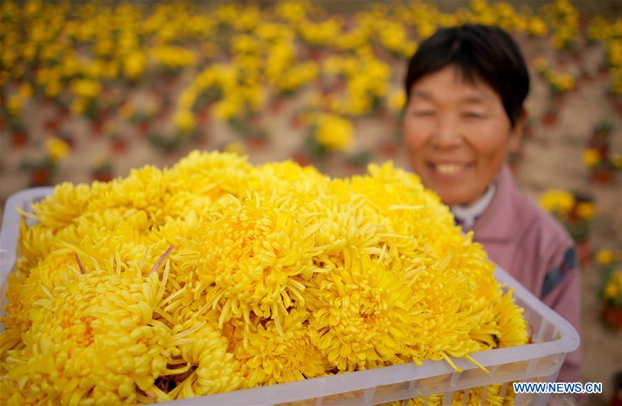 CHINA-HEBEI-CHRYSANTHEMUM-HARVEST (CN)