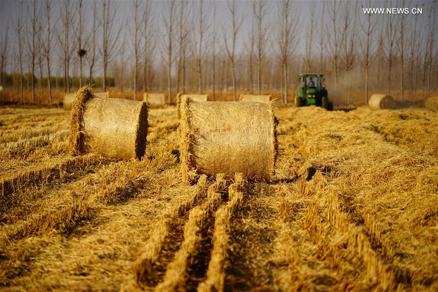 CHINA-HEBEI-CAOFEIDIAN-PACKING STRAW (CN)