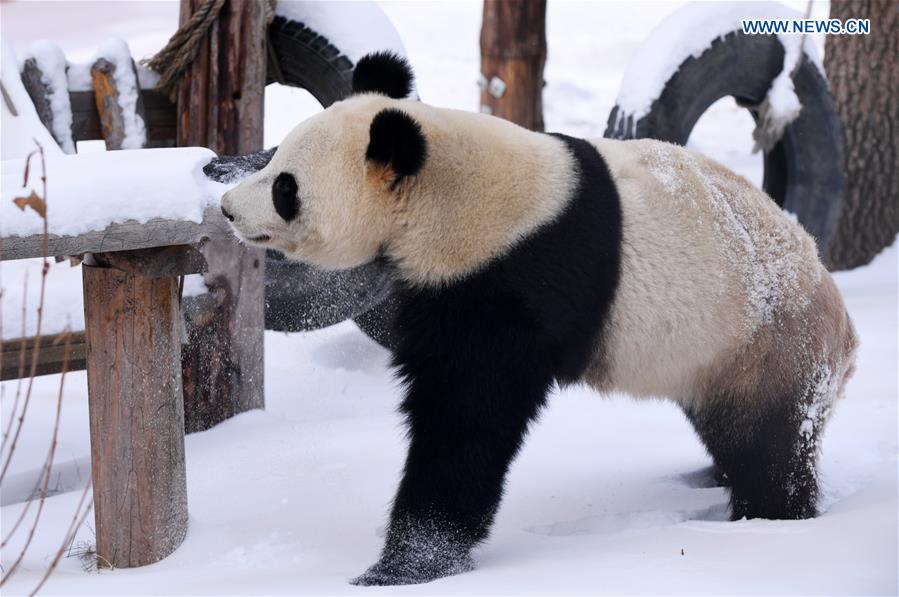 CHINA-JILIN-CHANGCHUN-GIANT PANDA-WINTER-ACTIVITY (CN)