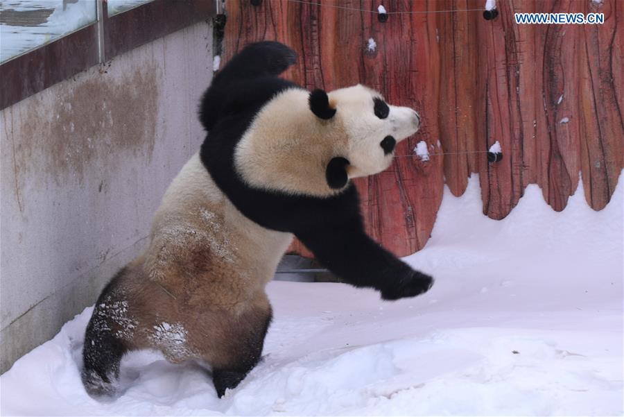 CHINA-JILIN-CHANGCHUN-GIANT PANDA-WINTER-ACTIVITY (CN)