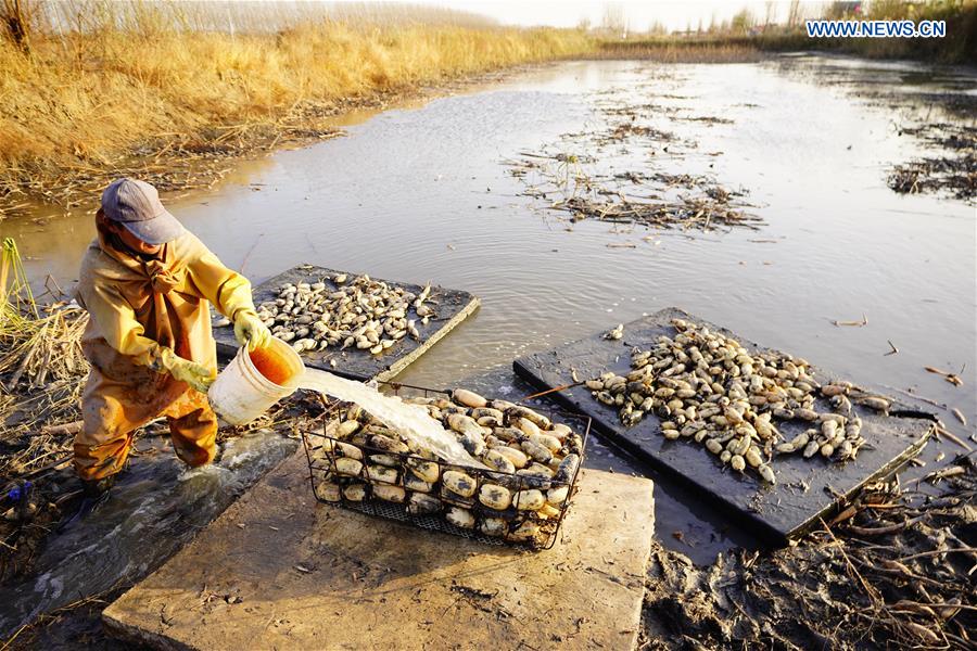 CHINA-HEBEI-CAOFEIDIAN-LOTUS ROOT-HARVEST (CN)