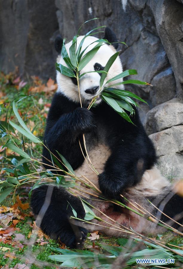 U.S.-WASHINGTON D.C.-CHINA-GIANT PANDA BEI BEI-DEPARTURE