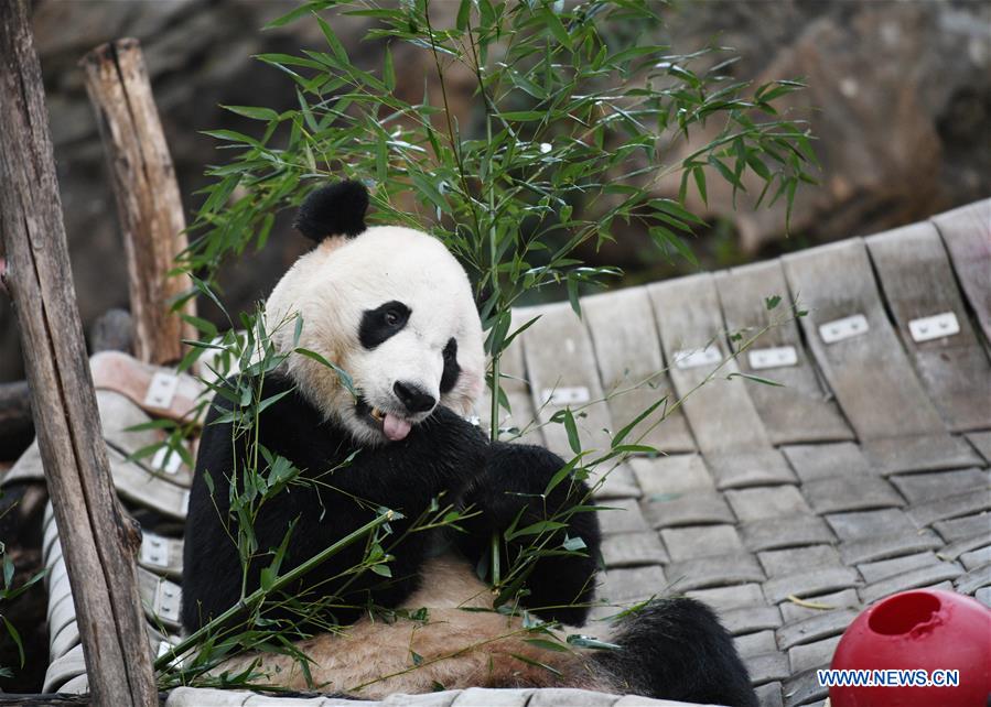 U.S.-WASHINGTON D.C.-CHINA-GIANT PANDA BEI BEI-DEPARTURE