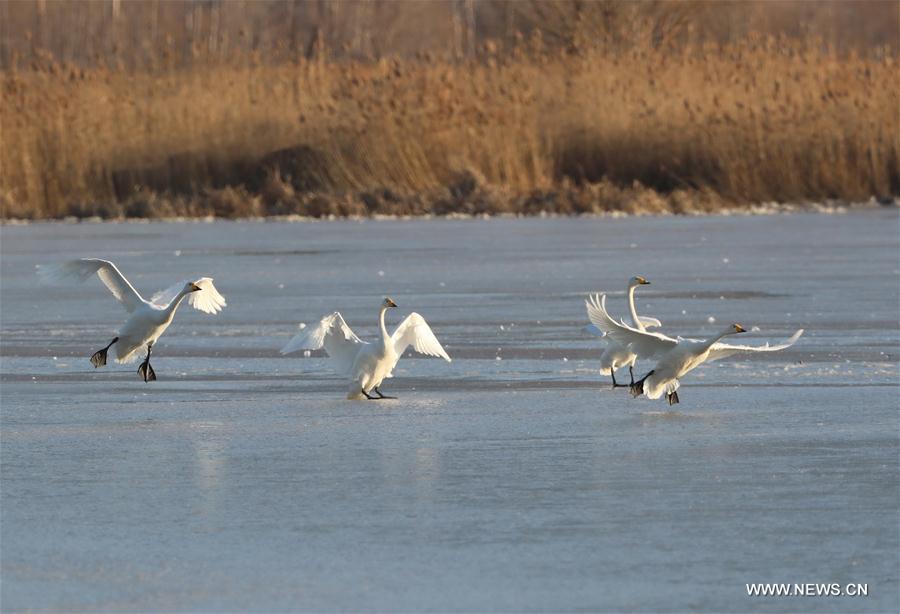 CHINA-HEBEI-HUAILAI-MIGRATORY BIRDS (CN)