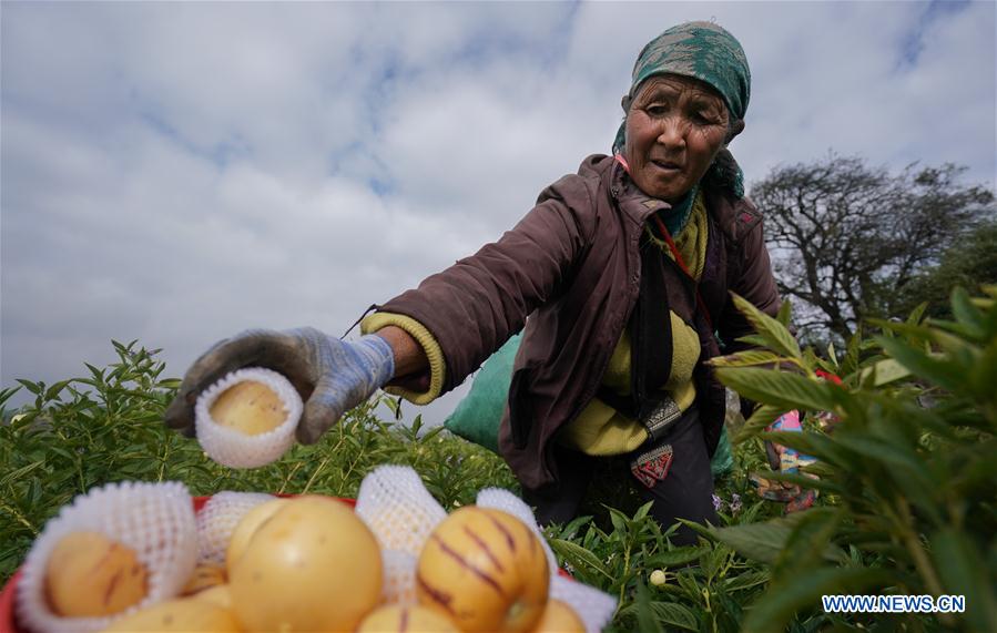 CHINA-YUNNAN-POVERTY ALLEVIATION-PEPINO MELON-INDUSTRY (CN)