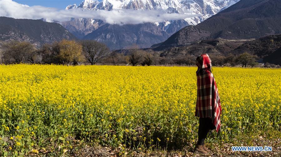 CHINA-TIBET-COLE FLOWER (CN)