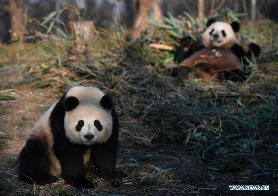 CHINA-XI'AN-QINLING-GIANT PANDA (CN)