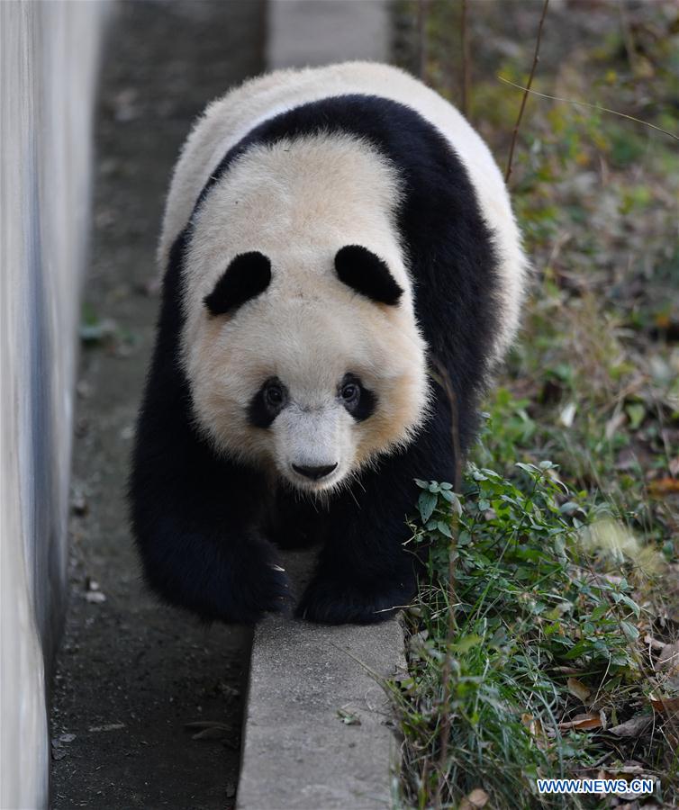 CHINA-XI'AN-QINLING-GIANT PANDA (CN)