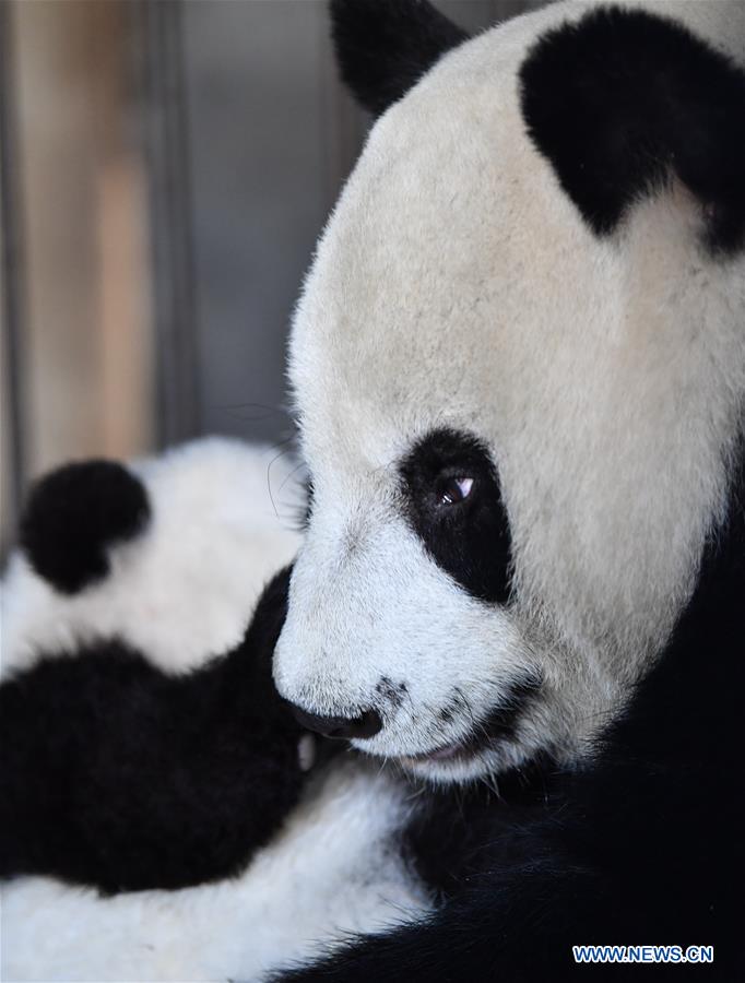 CHINA-SHAANXI-QINLING-GIANT PANDA KINDERGARTEN