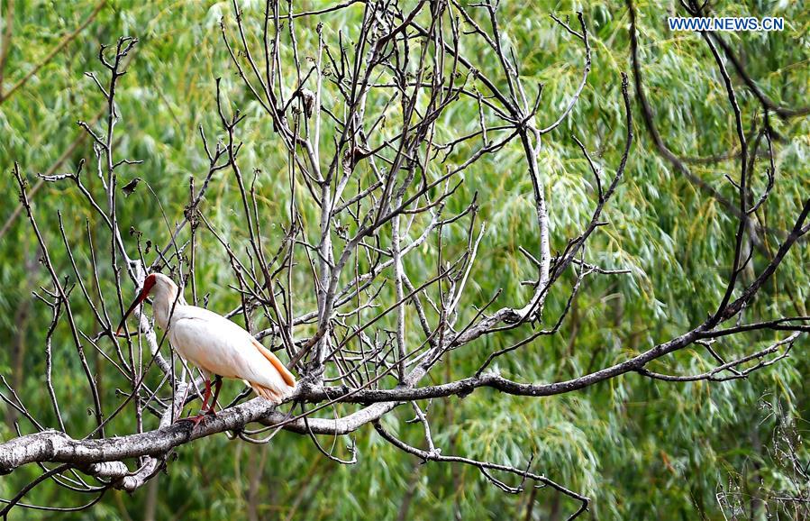 CHINA-SHAANXI-QINLING MOUNTAINS-BIO-DIVERSITY (CN)