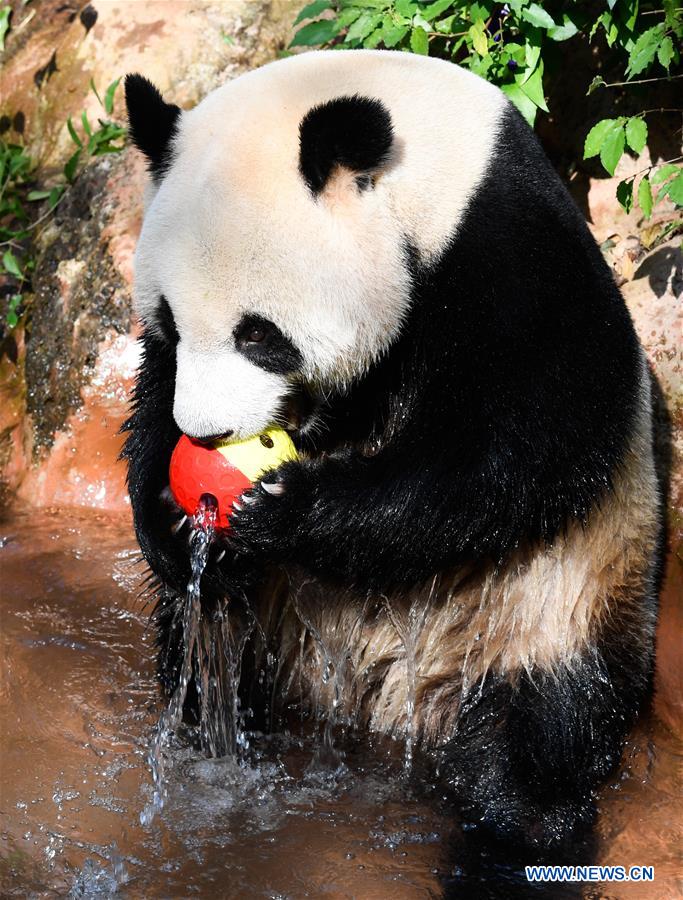 CHINA-HAIKOU-GIANT PANDAS-WINTER ACTIVITY (CN)