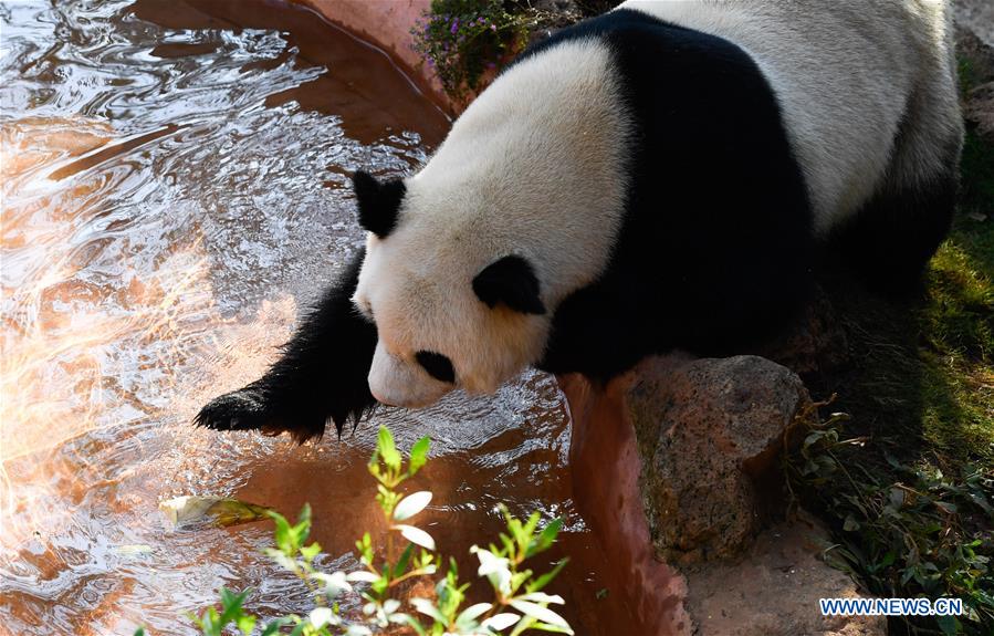 CHINA-HAIKOU-GIANT PANDAS-WINTER ACTIVITY (CN)