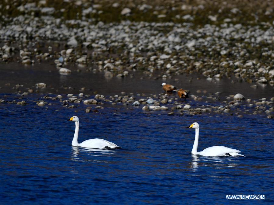 CHINA-QINGHAI-GUIDE-SWAN (CN)