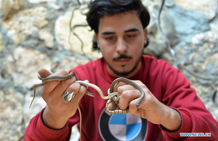 MIDEAST-GAZA-HOBBY-SNAKE AND FALCON