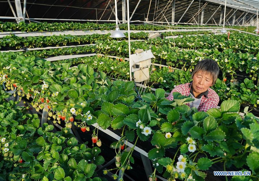 CHINA-HEBEI-CHANGLI-WINTER STRAWBERRY (CN)