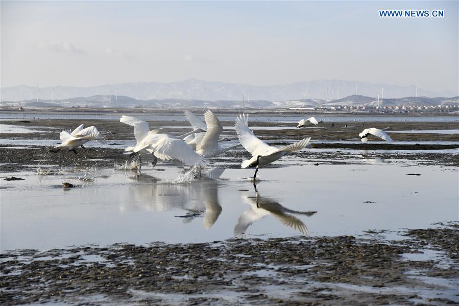 CHINA-SHANDONG-RONGCHENG-WHOOPER SWANS (CN)