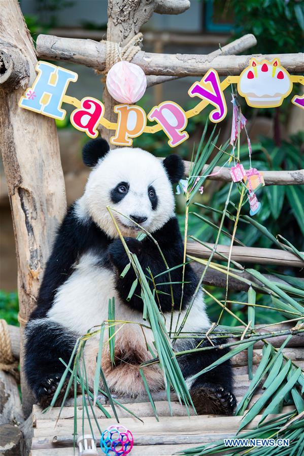 MALAYSIA-KUALA LUMPUR-GIANT PANDA-BIRTHDAY