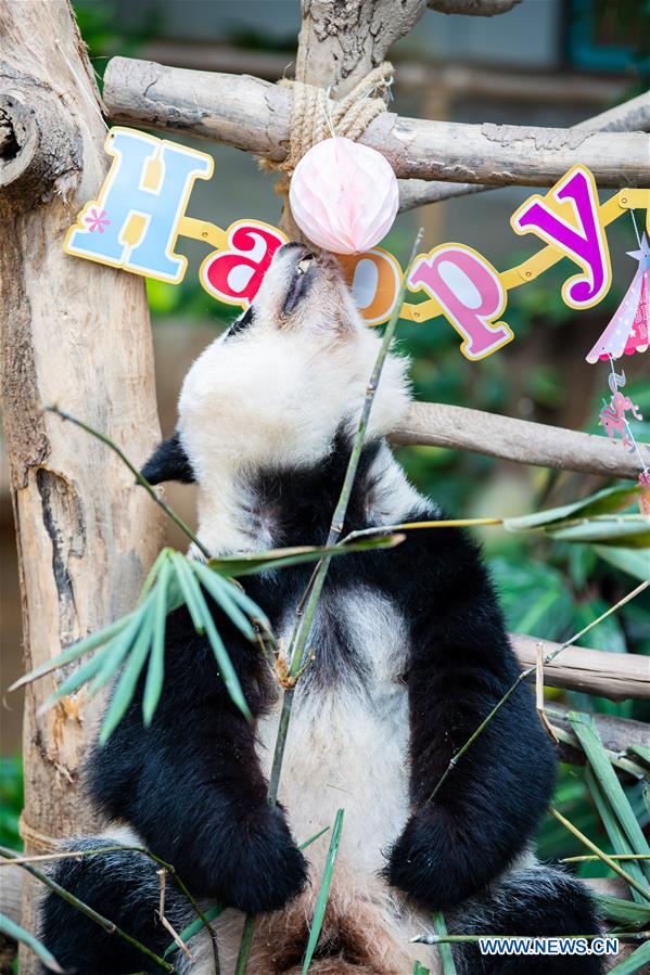 MALAYSIA-KUALA LUMPUR-GIANT PANDA-BIRTHDAY