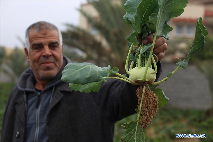 MIDEAST-GAZA-KOHLRABI-PLANTING