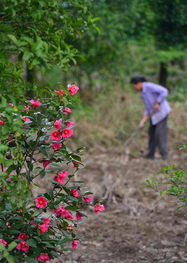 CHINA-GUANGXI-SPRING PLOUGHING(CN)