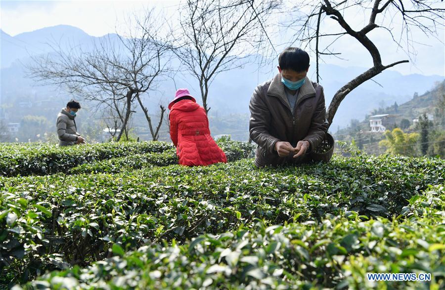 CHINA-HUBEI-ENSHI-TEA FARM (CN)