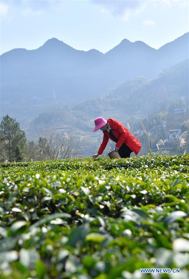 CHINA-HUBEI-ENSHI-TEA FARM (CN)