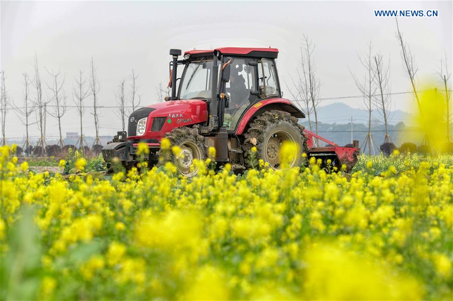 #CHINA-HUNAN-SPRING PLOUGHING(CN)