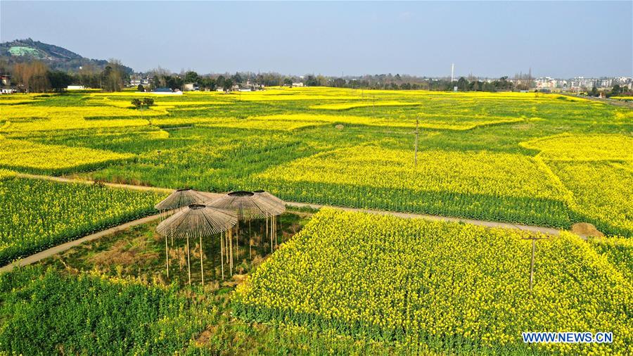 CHINA-SICHUAN-COLE FLOWER FIELD (CN)