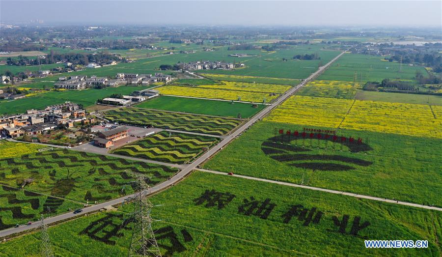 CHINA-SICHUAN-COLE FLOWER FIELD (CN)