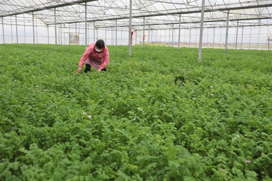 #CHINA-SPRING-FARMING (CN)