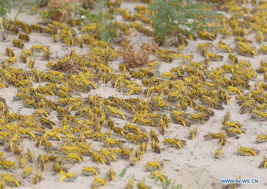 PAKISTAN-PUNJAB-DESERT LOCUST-MATING