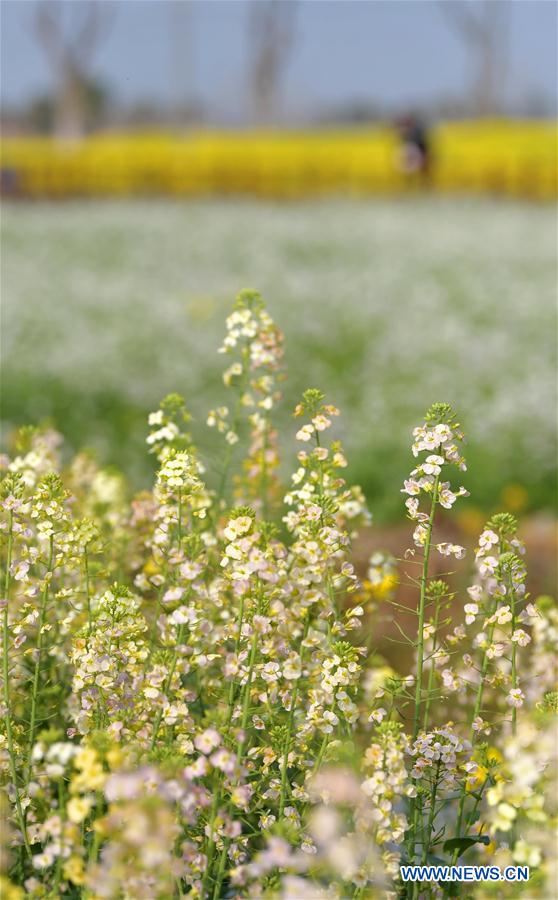 CHINA-JIANGXI-COLE FLOWER FIELDS (CN)